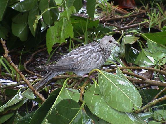 [poor little bird]