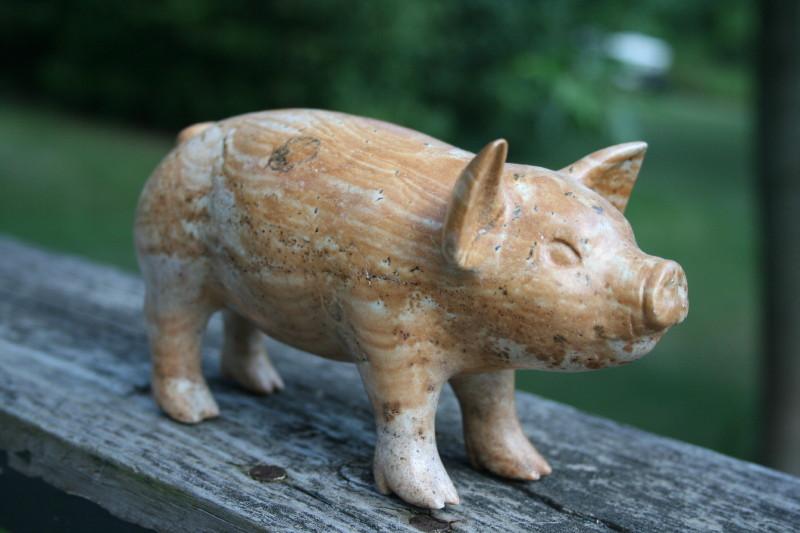 [pig]