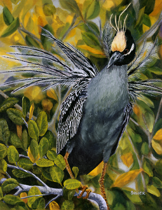 [Night Heron]
