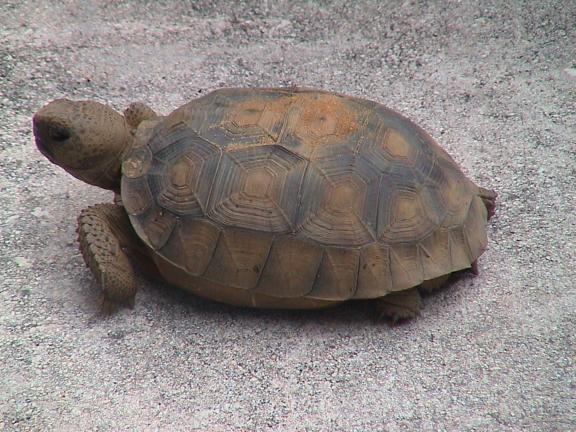 [Studio Tortoise]
